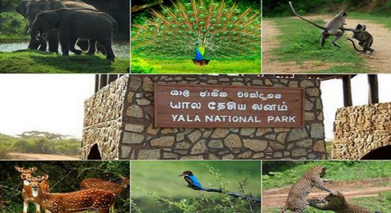 යාල ජාතික වනෝද්‍යානය තාවකාලිකව වසා දමයි