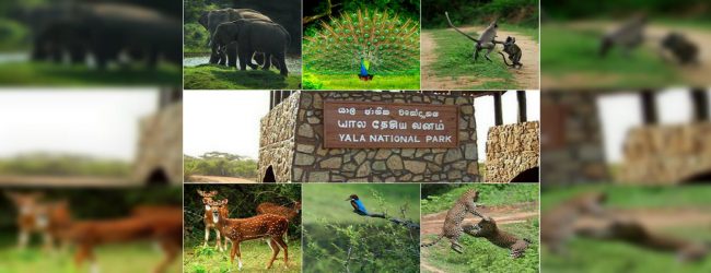 යාල ජාතික වනෝද්‍යානය තාවකාලිකව වසා දමයි