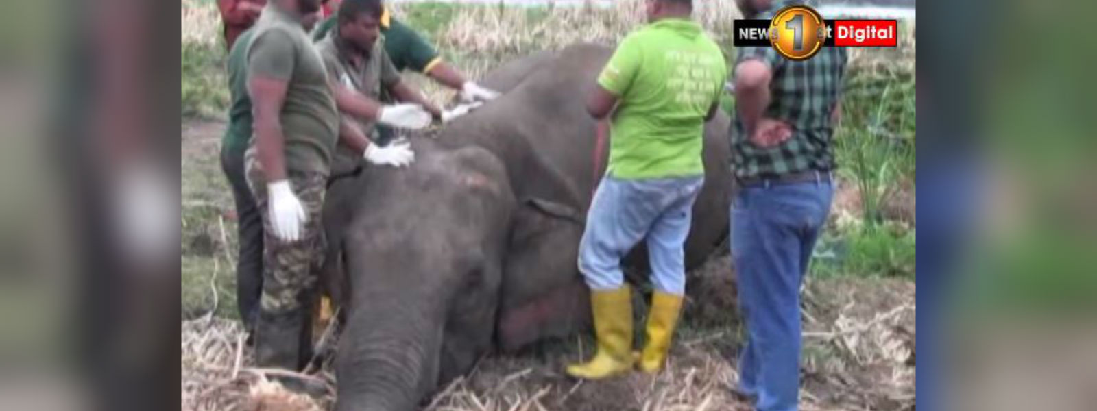 අලි මියයාම ගැන රස පරීක්ෂක වාර්තාව මේ සතියේ..