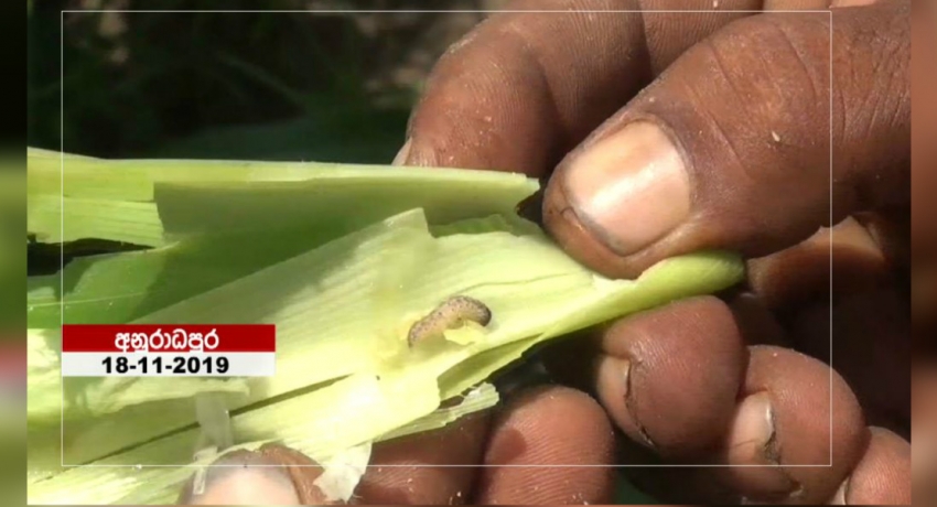 සේනා දළඹුවා යළිත් හිස ඔසවයි