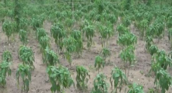 නොච්චියාගම මිරිස් වගාවන් අතර දිලීර රෝගයක් 