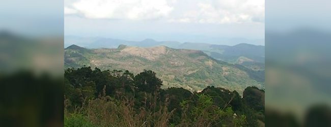 හායනයට ලක්වූ වනාන්තර කලාපවල යළි වන වගාව 