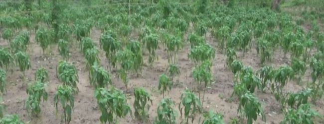 නොච්චියාගම මිරිස් වගාවන් අතර දිලීර රෝගයක් 