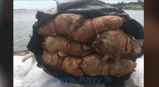 බිඩී කොළ ප්‍රවාහනය කළ 9ක් නාවික හමුදා අත්අඩංගුවට  