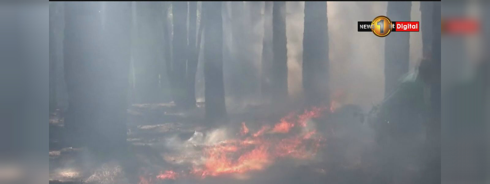 ඌව පරණගම පයිනස් කැලැයක ගින්නක්