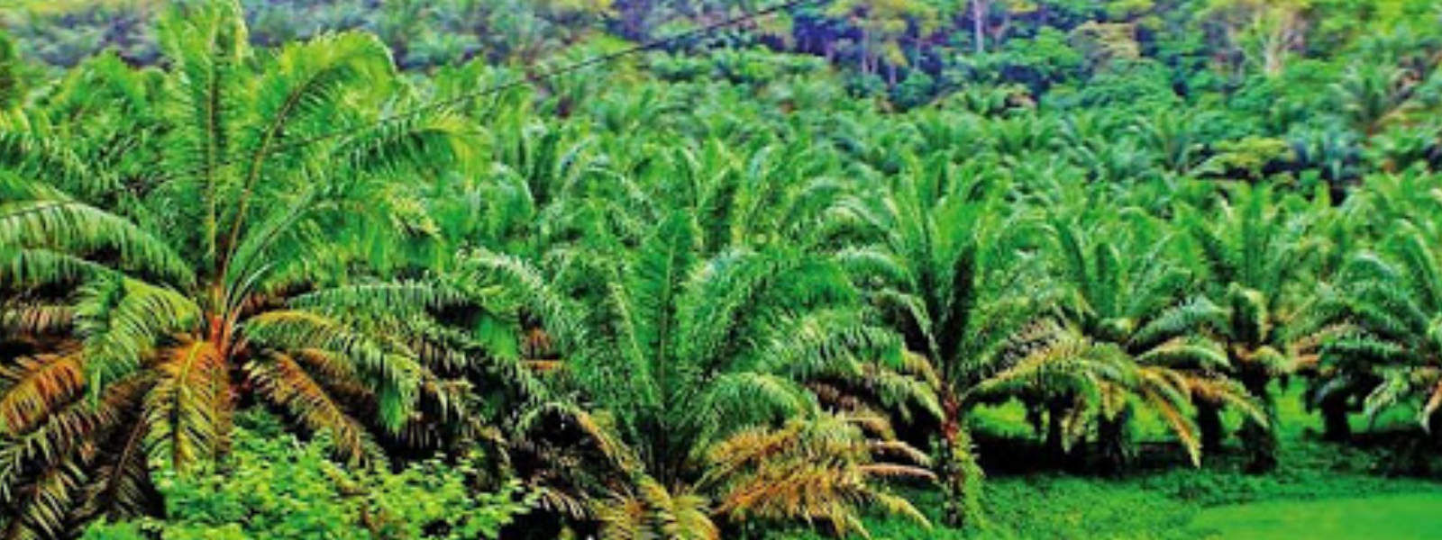 කටුපොල් වගාව නතර කරන්න ජනපතිගෙන් උපදෙස් 