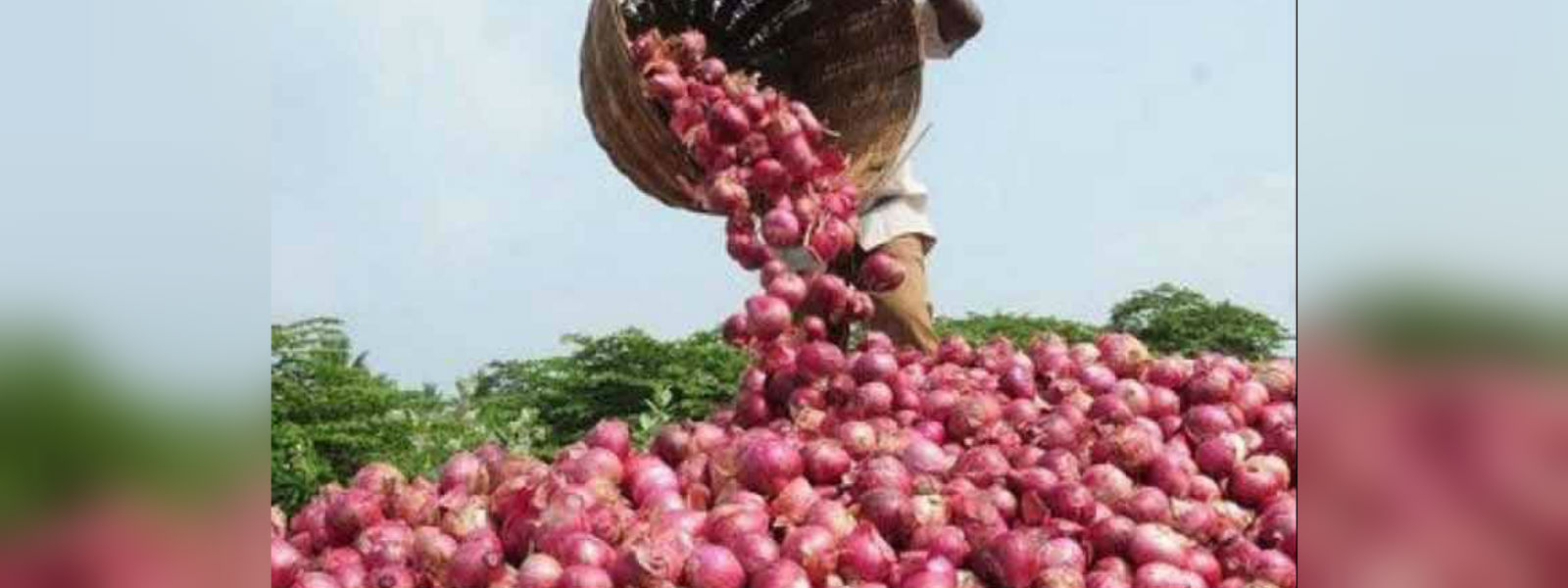 ලොකු ළූණූ සඳහා උපරිම සිල්ලර මිලක්