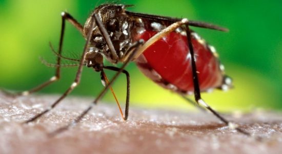 ඩෙංගු බෝවීමේ අවදානම තුරන් කිරීමට මහජන සහය පතයි