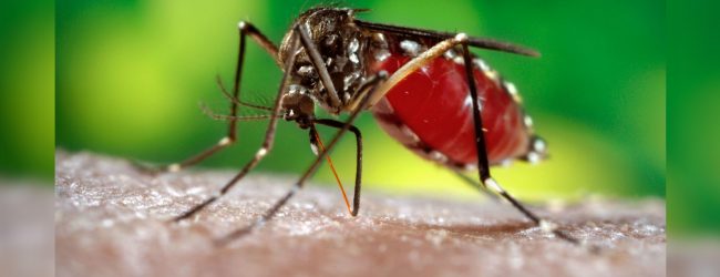 ඩෙංගු බෝවීමේ අවදානම තුරන් කිරීමට මහජන සහය පතයි