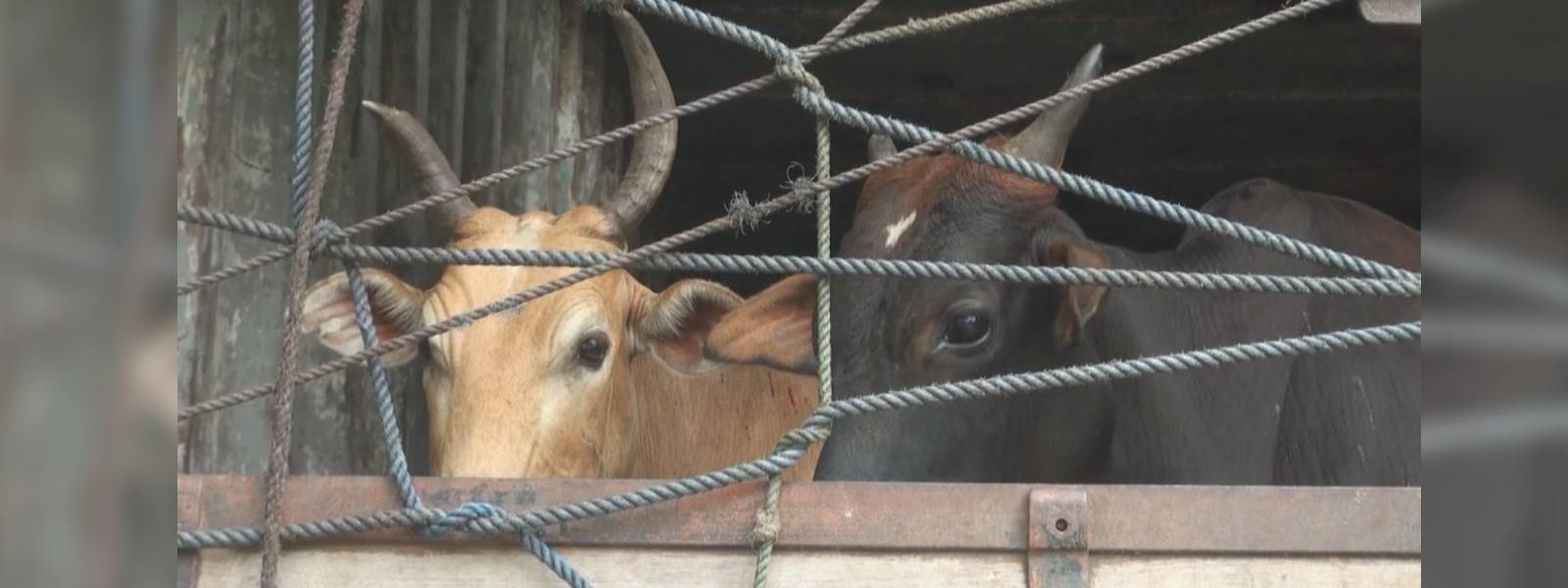 හොර පාරින් ගවයින් ප්‍රවාහනය කළ අයෙකු කොටු