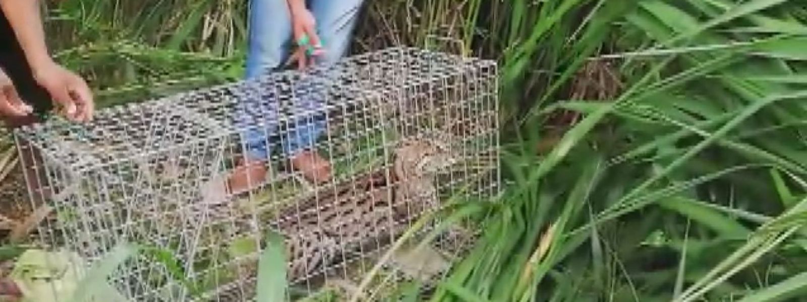 වැලිමඩදී මද්දකට හසු වූ හඳුන් දිවියෙකු බේරා ගනී