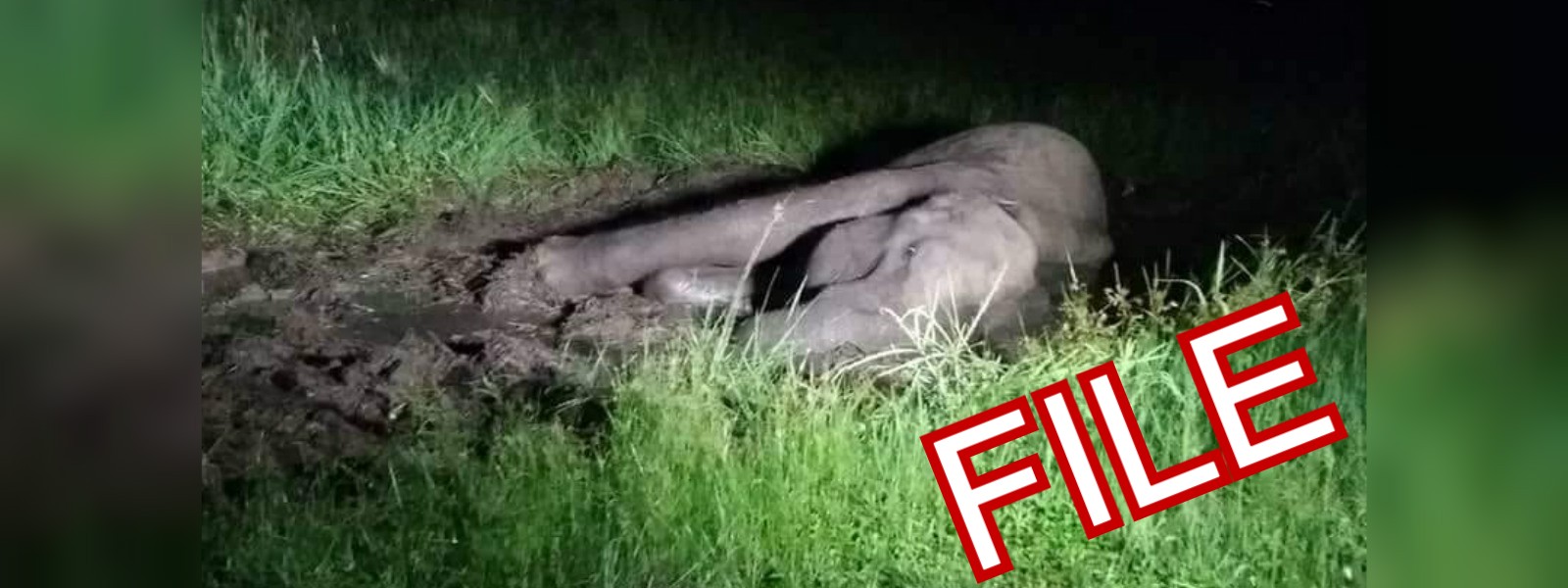 වෙඩි වැදුණු 'පොකුණා' මරුට