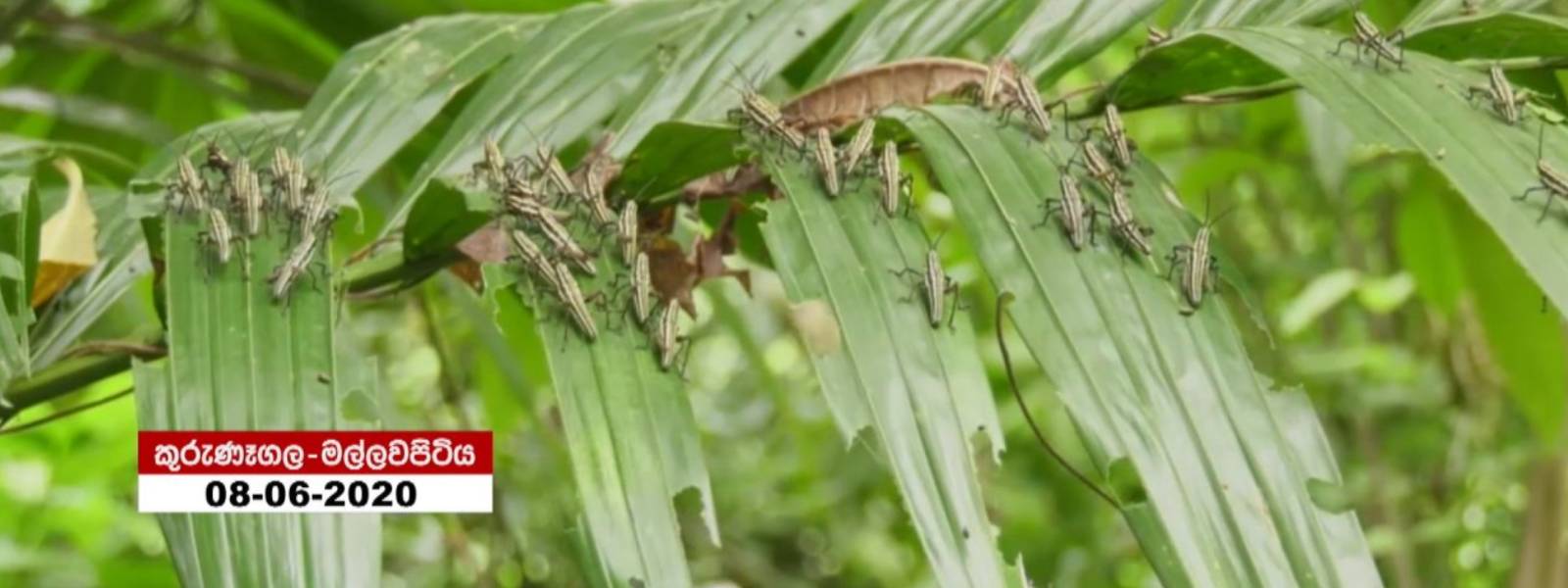 තවමත් විසදා ගත නොහැකි පළගැටි උවදුර..