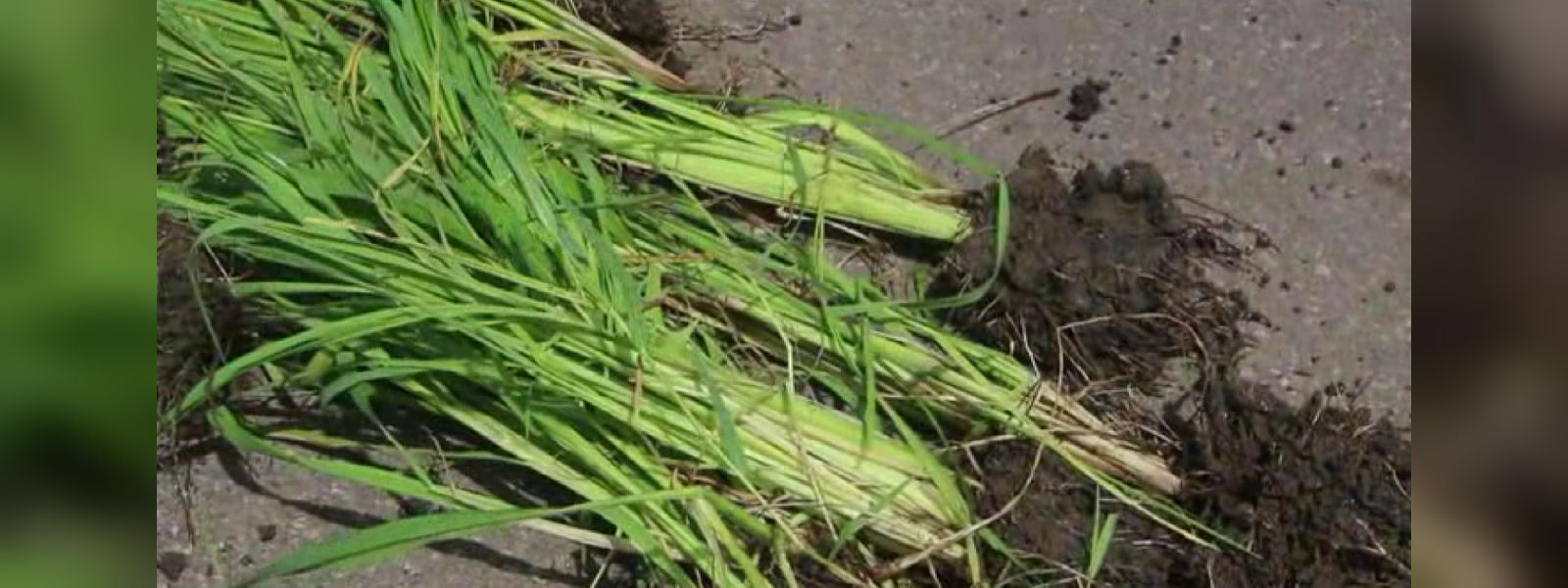 වල් පැළෑටි උවදුරෙන් පීඩා විඳින මාතර ගොවීන්