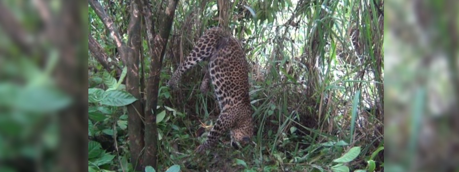 මද්දකට හසුවී තව ත් කොටියෙකු මරුට