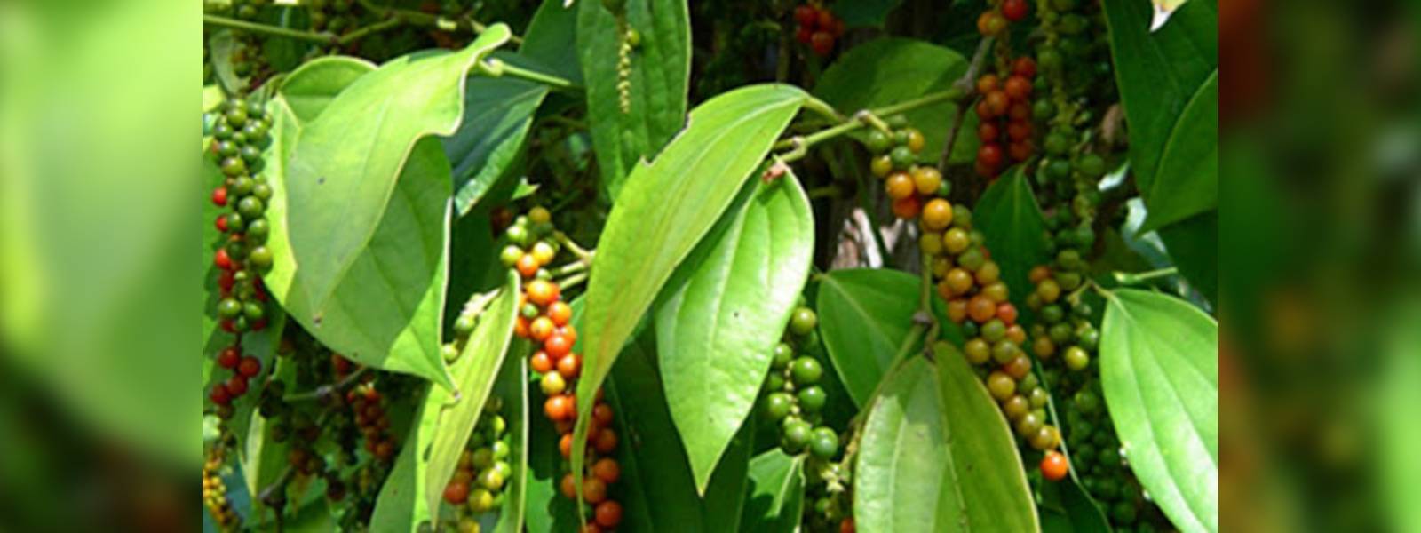 ගම්මිරිස් වගාව ප්‍රවර්ධනයට කඩිනමින් සැලසුම්
