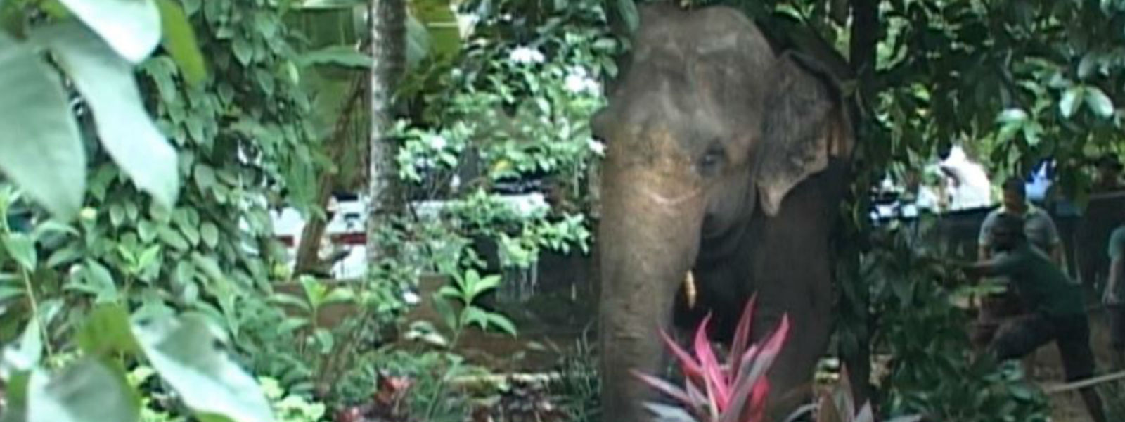 පින්නවලින් අලි දෙන්නෙක් පැනලා ගිහින් 