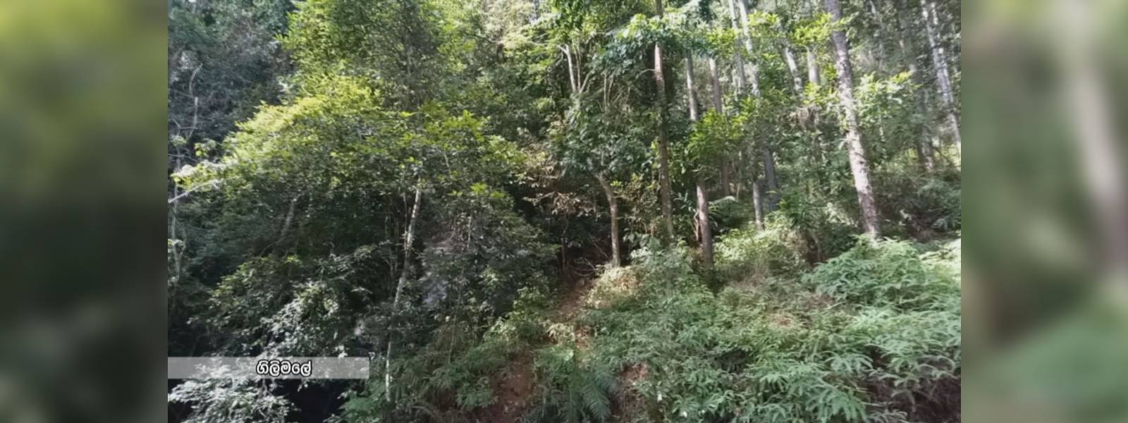 චක්‍රලේඛ වෙනසින් අවශේෂ කැළෑ හිතුමතේ කැපෙයිද?