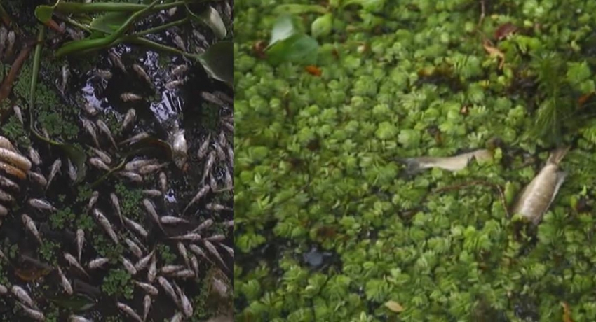 බොල්ගොඩ ගඟේ සහ තිප්පිටි වැවේ මත්ස්‍යයින් මියයාමට හේතුව කුමක්ද ? - Sri