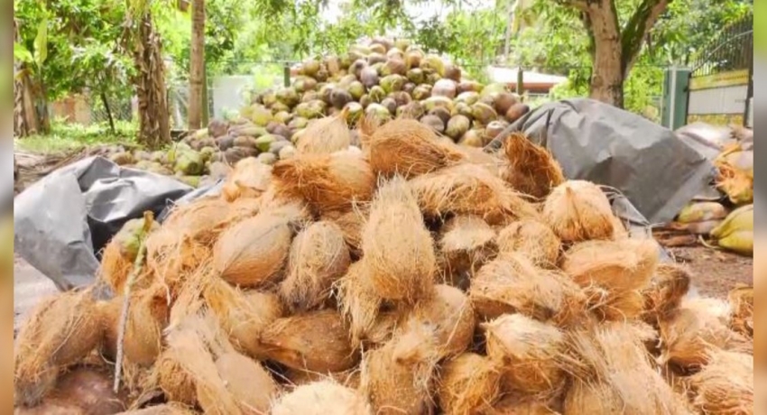 පොල් ආනයනය කිරීමේ කිසිදු සූදානමක් නැහැ… – වෙළෙඳ අමාත්යාංශය