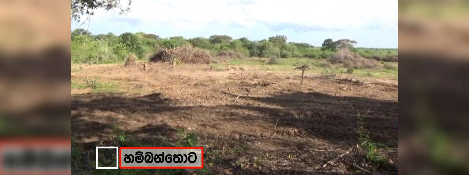 හම්බන්තොට යෝජිත අලි කළමනාකරණ රක්ෂිතයේ අනවසර වගා 
