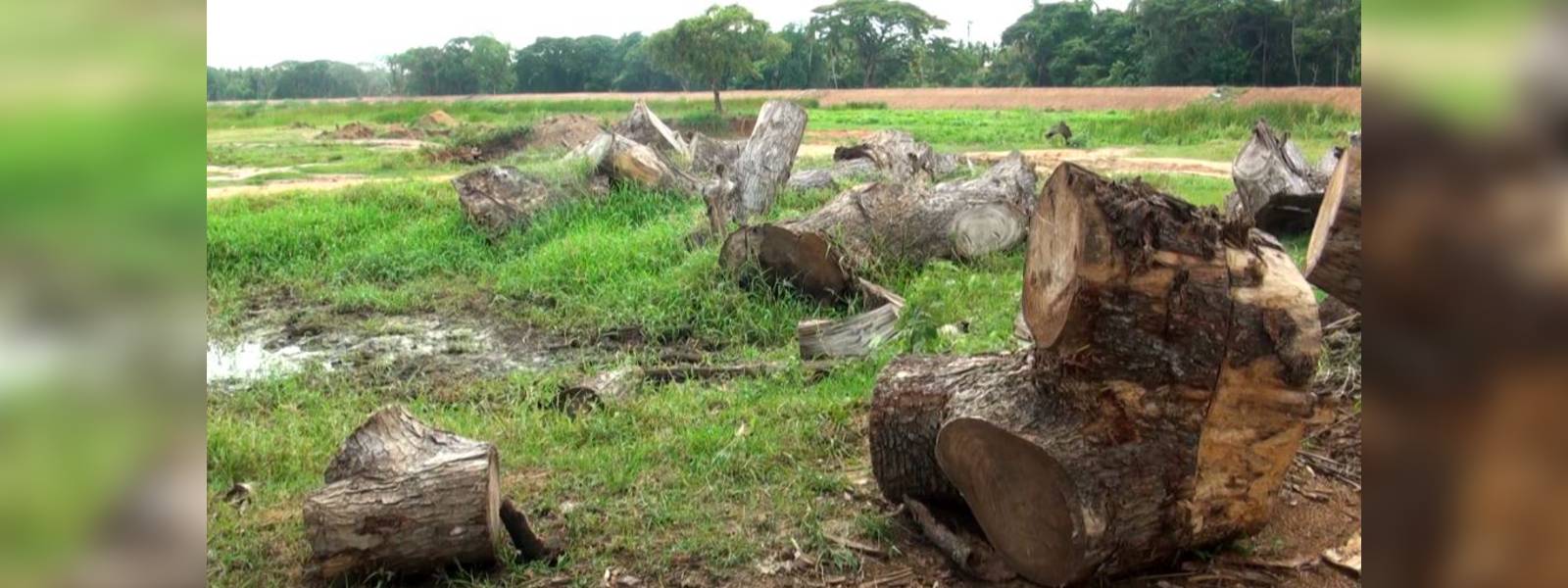 ඉපැරණි ගස් කපා ප්‍රතිසංස්කරණය කළ වැවක්