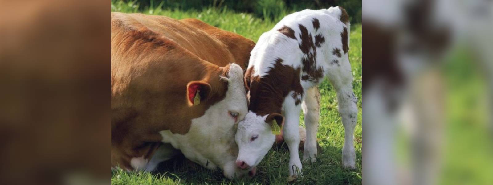 ගව ඝාතනය වැළැක්වීමට ගෙන ආ යෝජනාව සම්මතයි