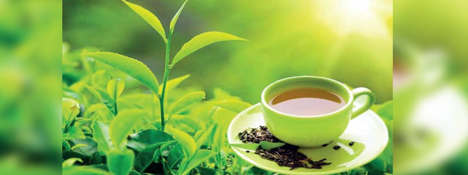 Ceylon Tea:ඉල්ලුමට හානිවීමට ඉඩ දෙන් නෑ