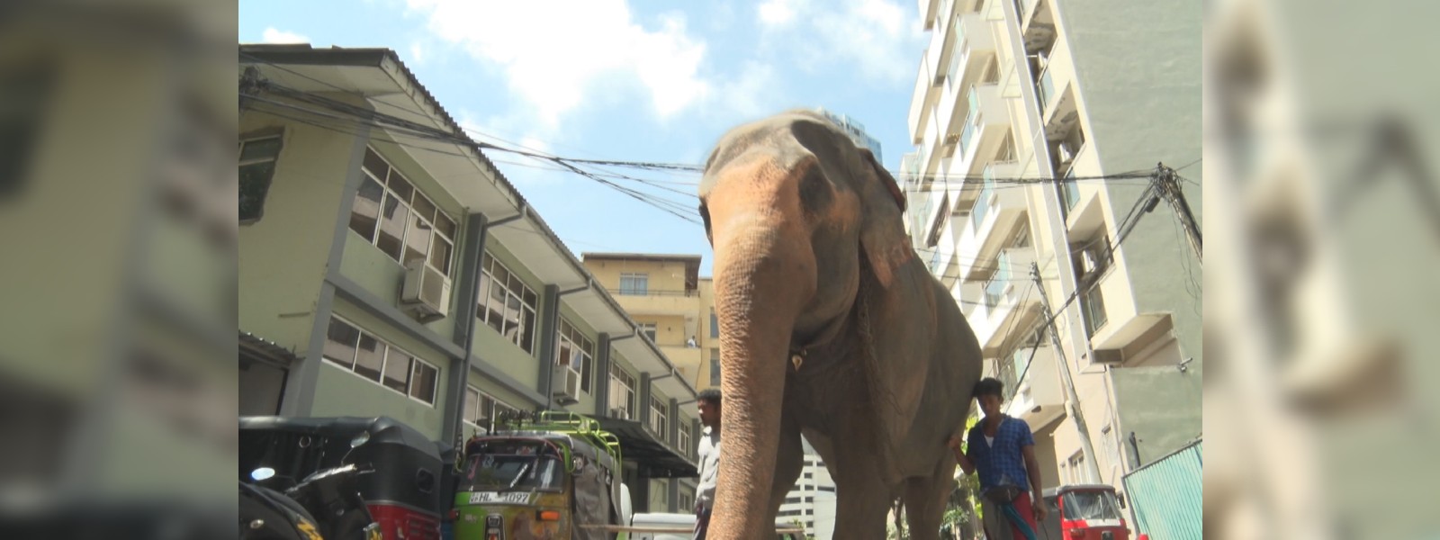 කොළඹට අලියෙක් ?