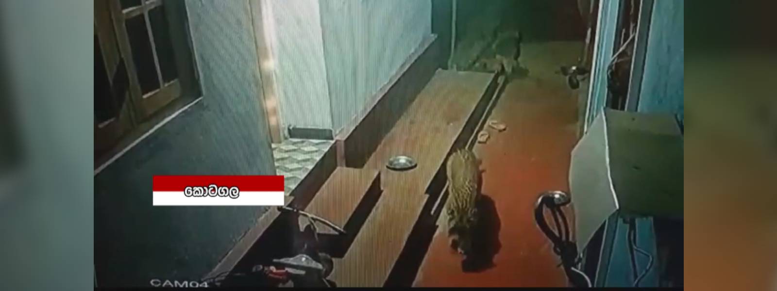 CCTV - සුනඛයෙකු ඩැහැගත් කඳුකර කොටියා 