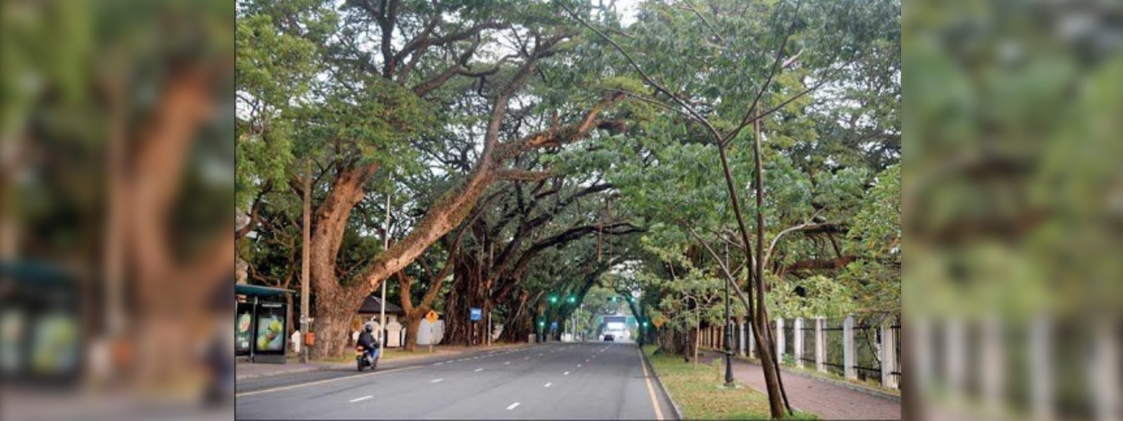 කොළඹ මං දෙපස ගස් ආරක්ෂා කිරීමට වැඩපිළිවෙලක්