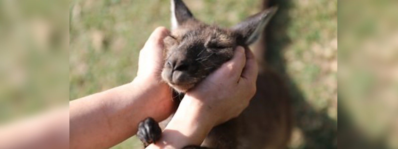 කැන්ගරුවන් ගැන නවතම අධ්‍යනයකින් හෙළි වූ දේ...