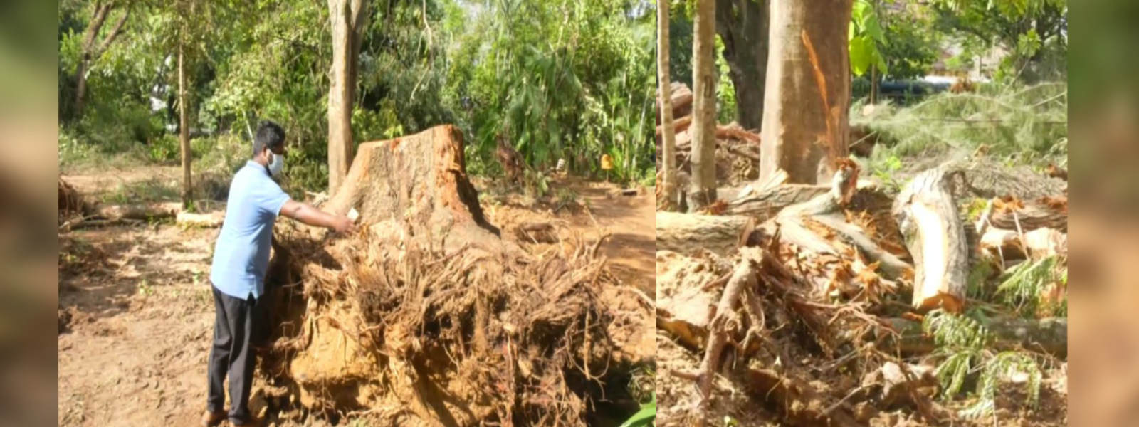 රජපීල්ලේ වන සංහාරය ගැන ඇමති වාර්තාවක් ඉල්ලයි   