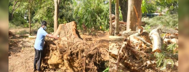 නගර අලංකරණයට බිලි වූ කුරුණෑගල පැරණි වෘක්ෂ