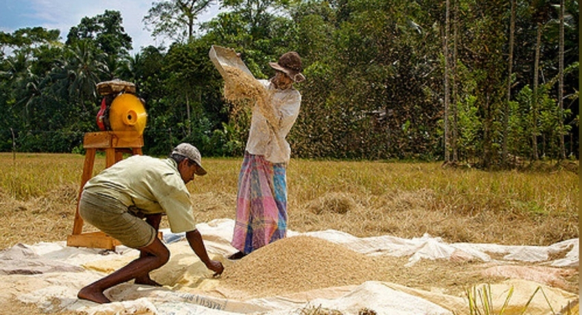 වී මිලදී ගන්නා සහතික මිල ගණන් මෙන්න