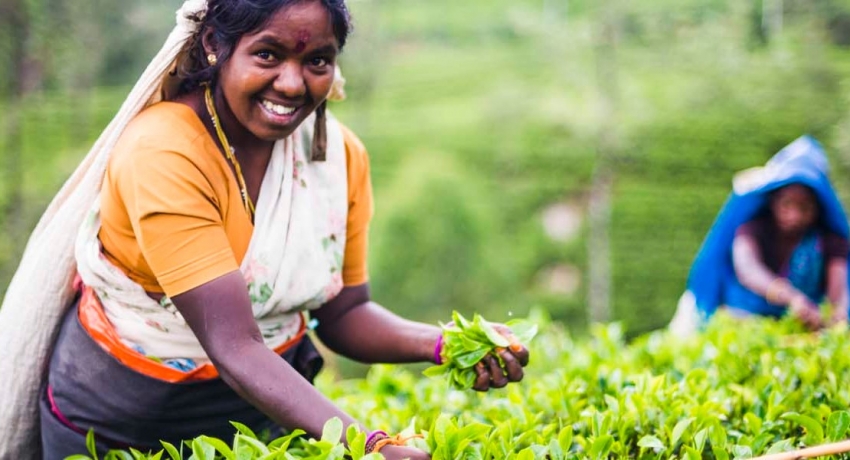 වතු සේවක වැටුප වැඩි කිරීමට කැබිනට් අනුමැතිය