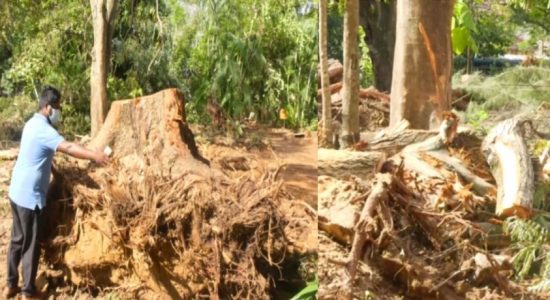 නගර අලංකරණයට බිලි වූ කුරුණෑගල පැරණි වෘක්ෂ