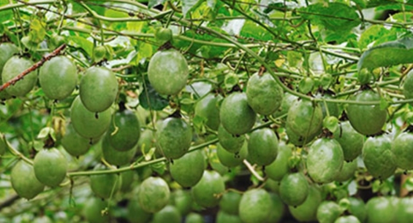 අපනයනය සඳහා වැල් දොඩම් වගා කිරීමට පියවර