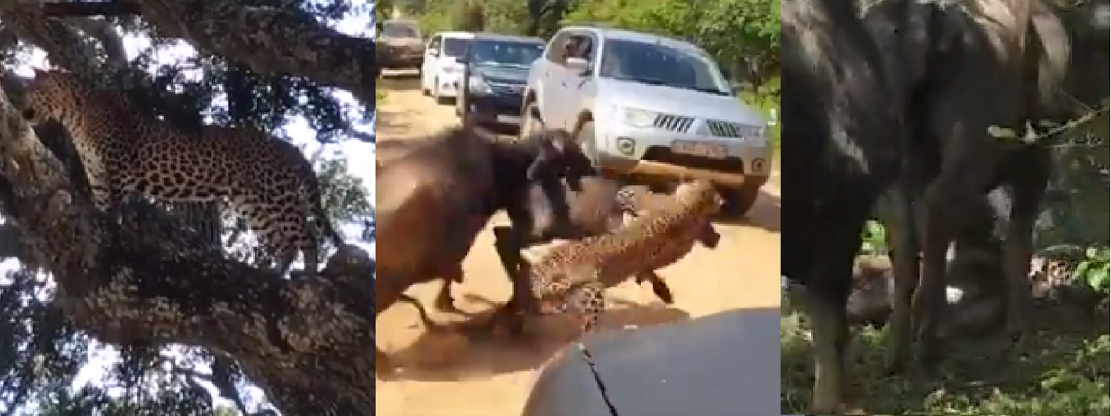 යාලදී දැක ගත් අපූරු දර්ශන පෙළක්..... 