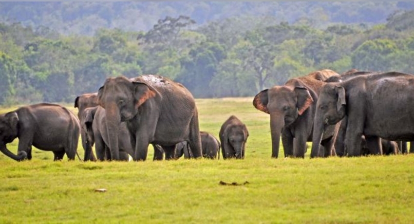 හම්බන්තොට වන අලි කළමනාකරණ රක්ෂිතය ගැසට් කිරීමට කැබිනට් අනුමැතිය