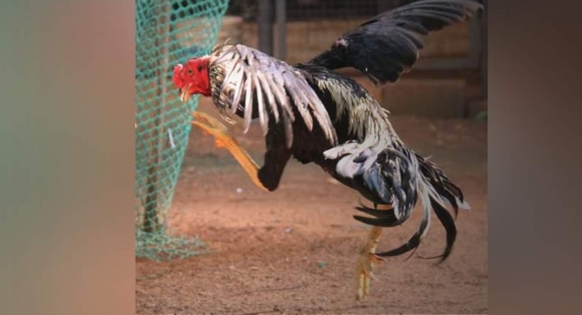 මනුෂ්ය ඝාතනයකට කුකුළෙකු අත්අඩංගුවට..