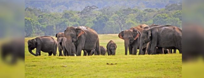 වන අලි කළමනාකරණ රක්ෂිතය ගැසට් කිරීමට අනුමැතිය