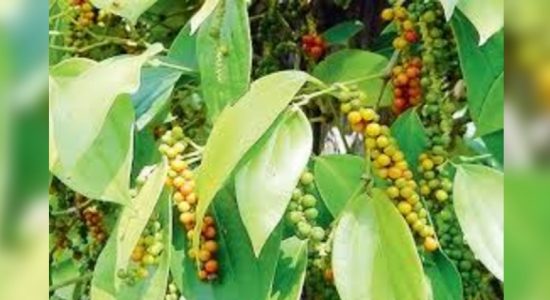  ගම්මිරිස් වගාකරුවන් දැඩි පීඩාවක