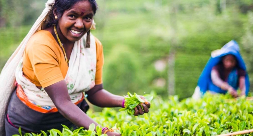 රුපියල් 1000 දෛනික කම්කරු වැටුප: පඩිපාලක සභා තීරණයට විරෝධතා ඉදිරිපත් කිරීමට දුන් කාලය අද අවසන්..