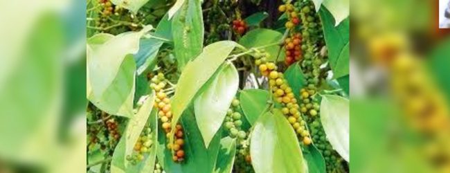  ගම්මිරිස් වගාකරුවන් දැඩි පීඩාවක