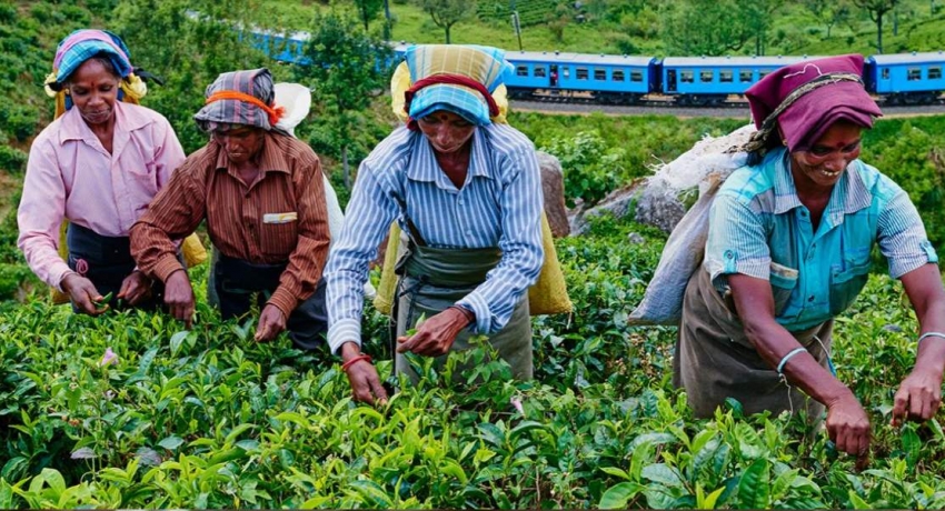 හාම්පුතුන්ගේ විරෝධය මැද වතු සේවක දෛනික වැටුප 1,000 දක්වා ඉහළට