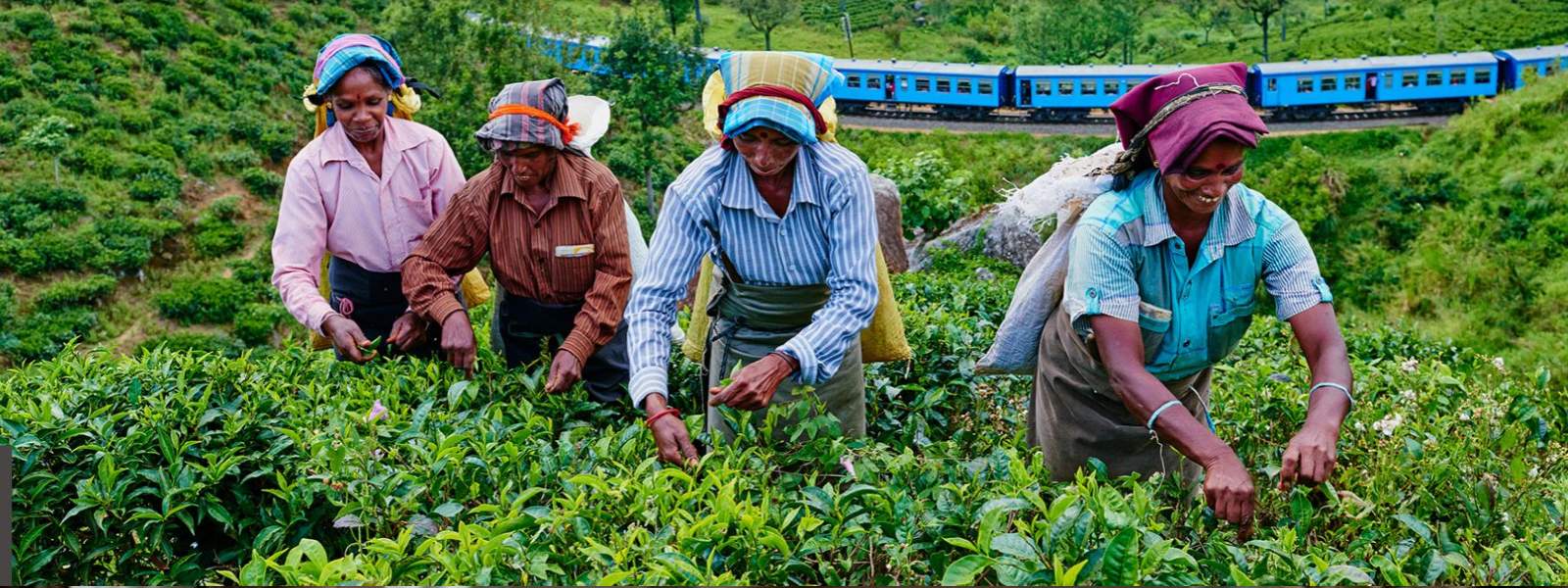 වතු කම්කරු වැටුප:පෙත්සම විභාගයට අවසර 