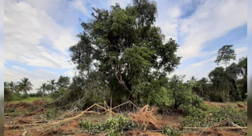 දාරලුව දුර්ලභ ගසේ පැළ රෝපණය කර සුදුසු පරිසරවලට හඳුන්වා දීමට පියවර