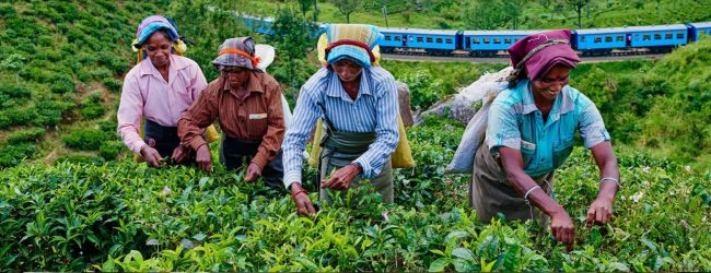 වතු කම්කරු වැටුප:පෙත්සම විභාගයට අවසර 