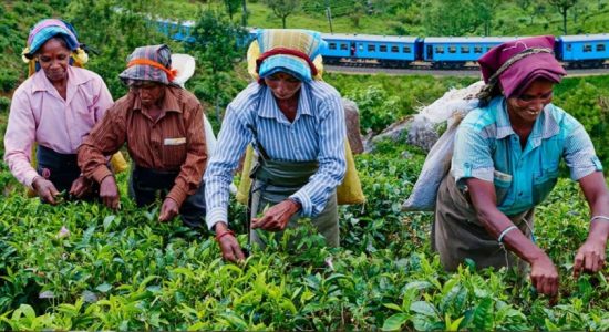 වතු කම්කරු වැටුප:පෙත්සම විභාගයට අවසර 